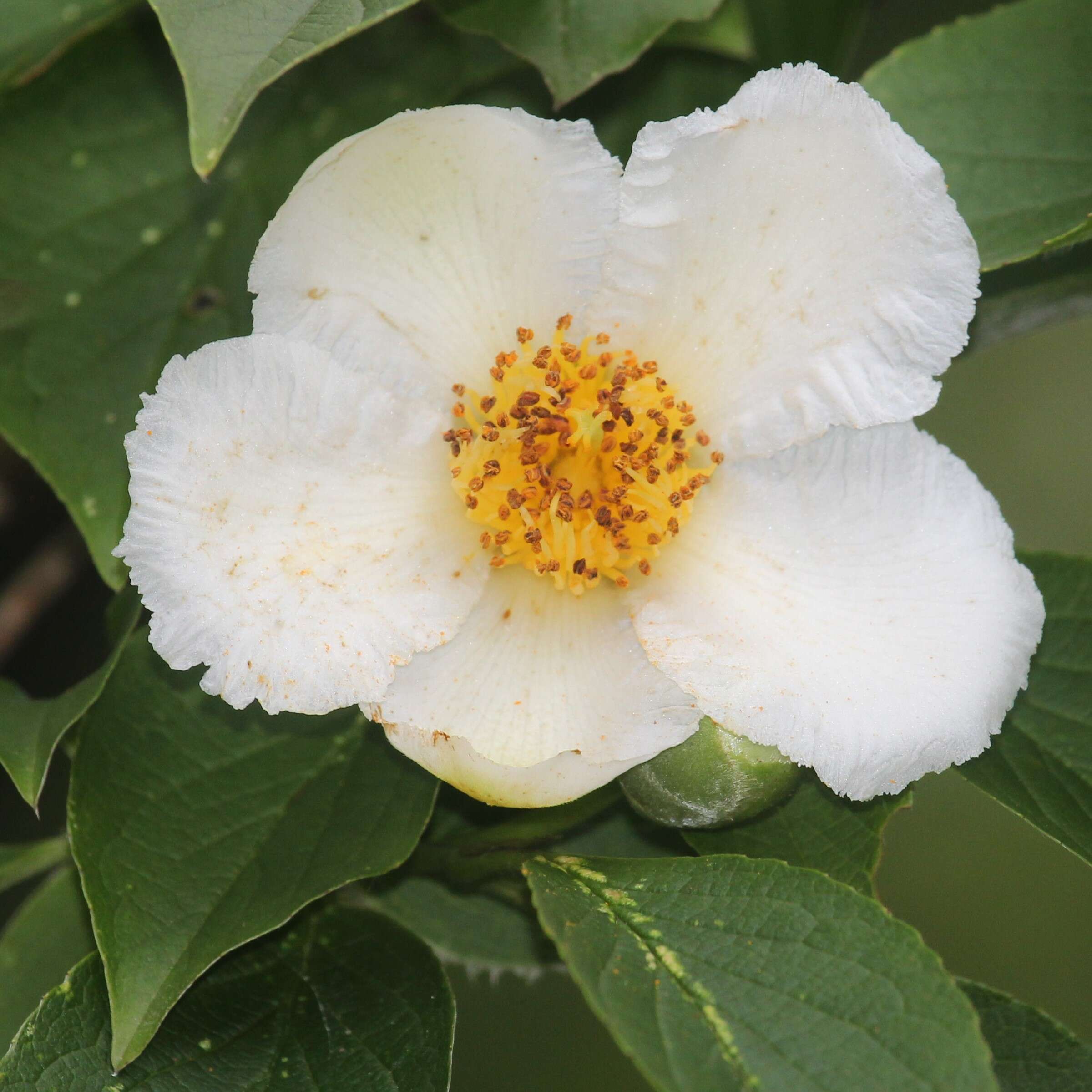 Imagem de Stewartia pseudocamellia Maxim.