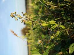 Image of rampion mignonette