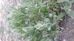 Image of Alecost or Balsam Herb