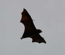 Image of Gray-headed Flying Fox