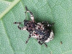 Image of Weevil