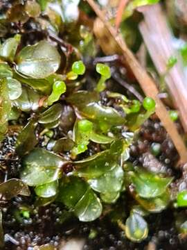 Image of Dotted Thyme-moss