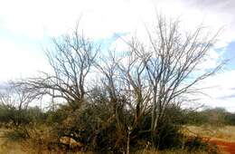 Image of Eastern sesame-bush