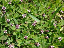 Plancia ëd Phyla nodiflora (L.) Greene