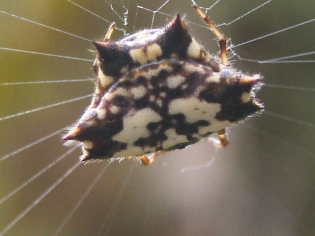 Image of Gasteracantha kuhli C. L. Koch 1837