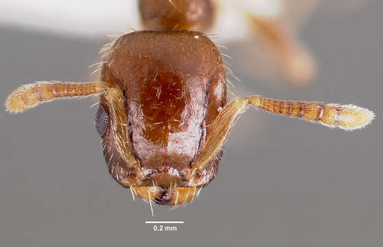 Imagem de Temnothorax americanus