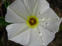 Image of beach morning-glory