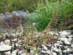 Image of stalked bur grass