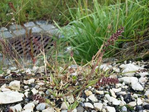 Image of stalked bur grass