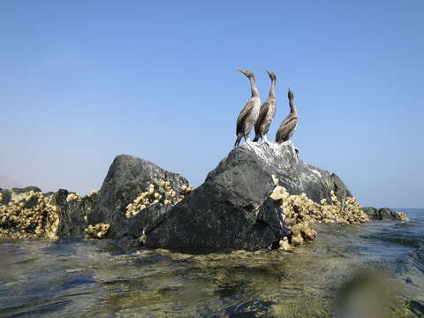 Image of Socotra Cormorant