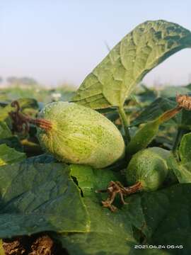 Image of pointed gourd