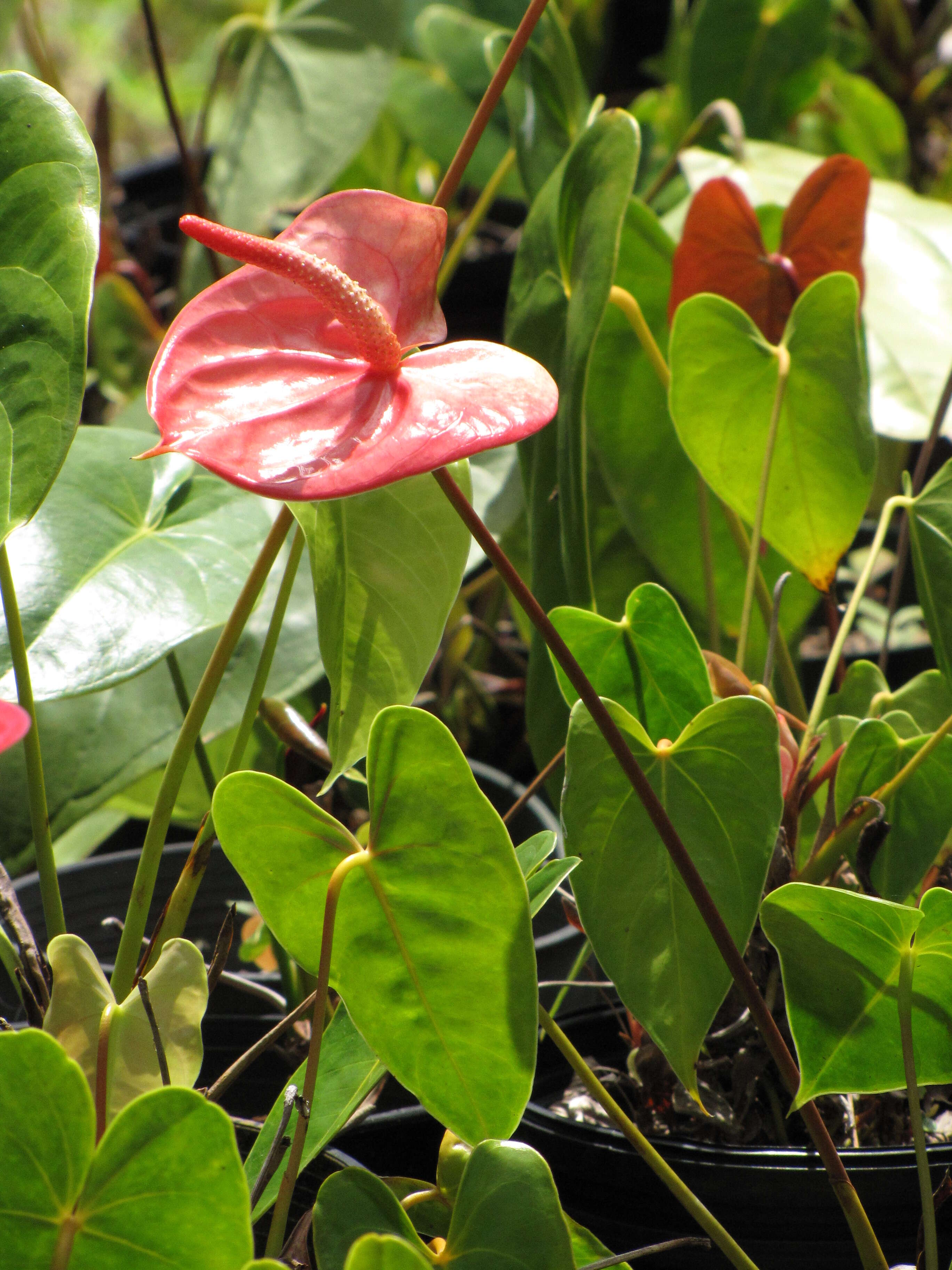 Image de Anthurium andraeanum Linden ex André