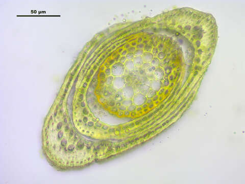 Image of distichium moss