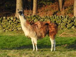 Image of llama