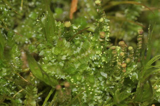 Image of Neoorthocaulis attenuatus (Mart.) L. Söderstr., De Roo & Hedd.