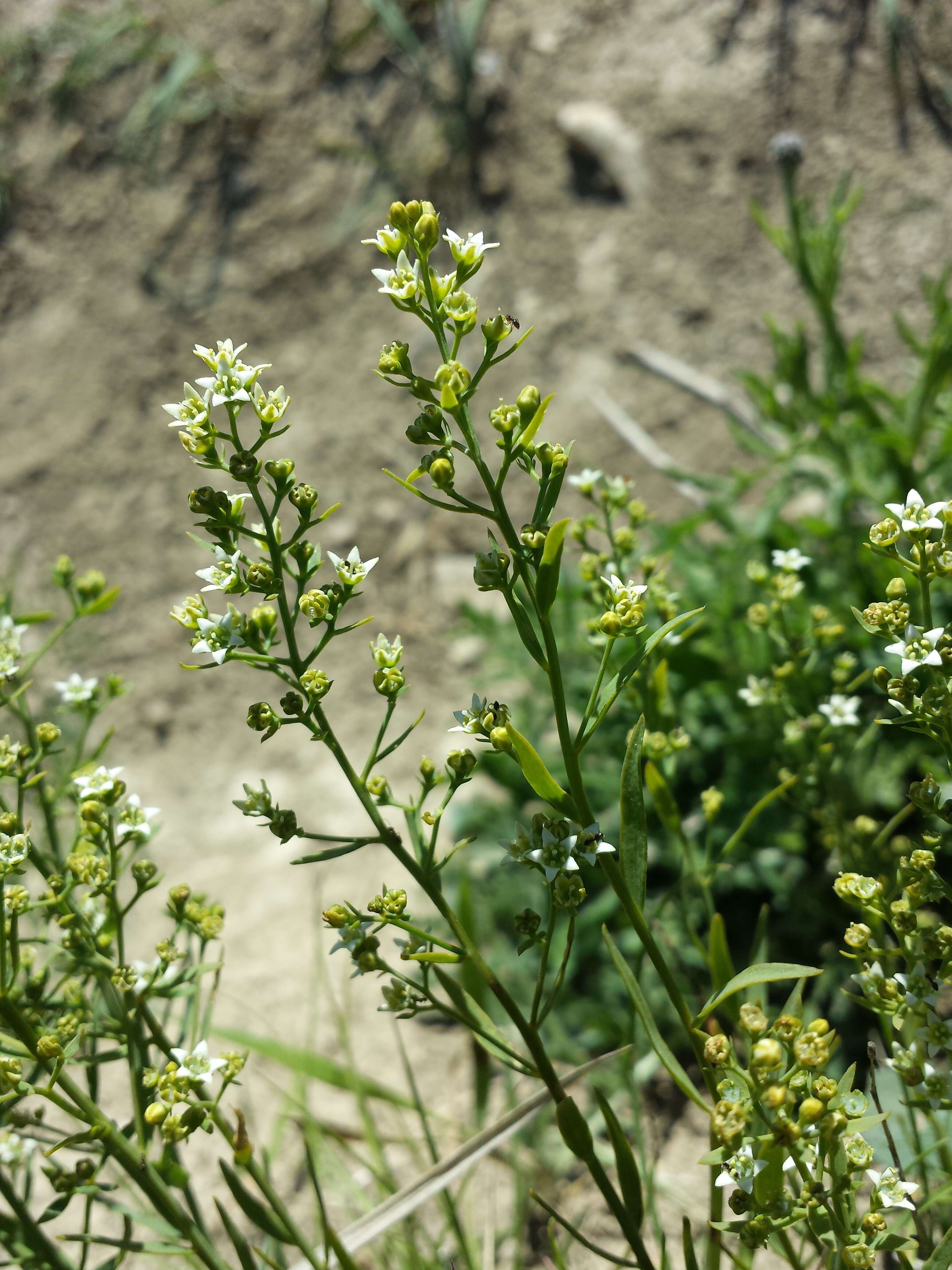 Image de Thesium linophyllon L.