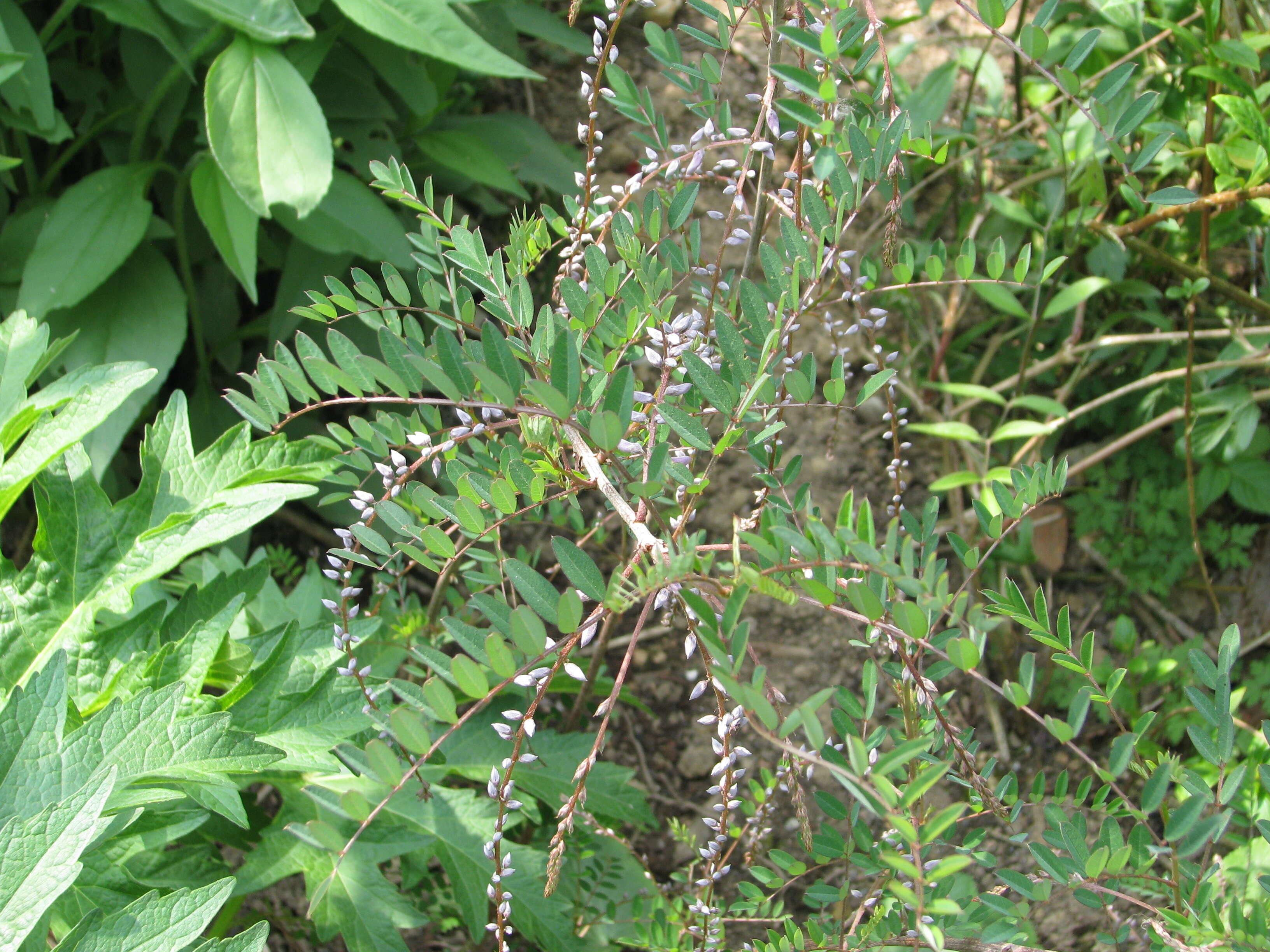 Image of Indigofera pendula Franch.