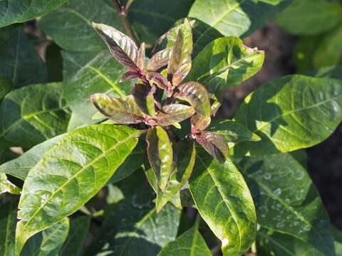 Image of purple cestrum