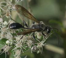 Image of Mud dauber