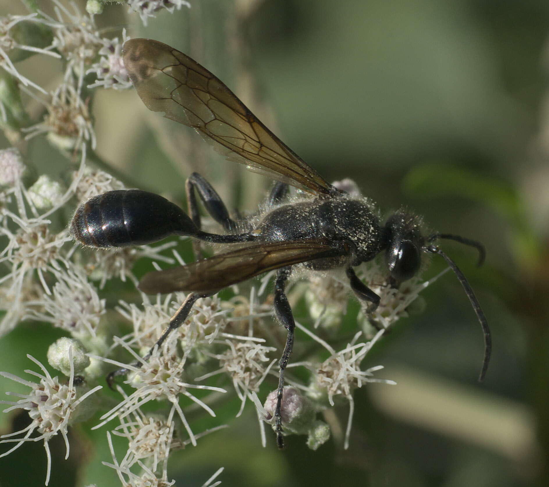 Image of Mud dauber