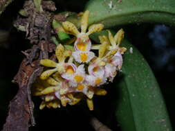 Imagem de Gastrochilus obliquus (Lindl.) Kuntze