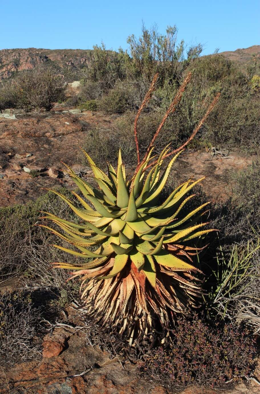 Image of Namaqua Aloe