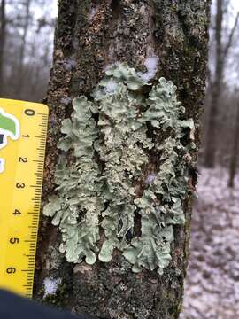 Image of Common greenshield lichen