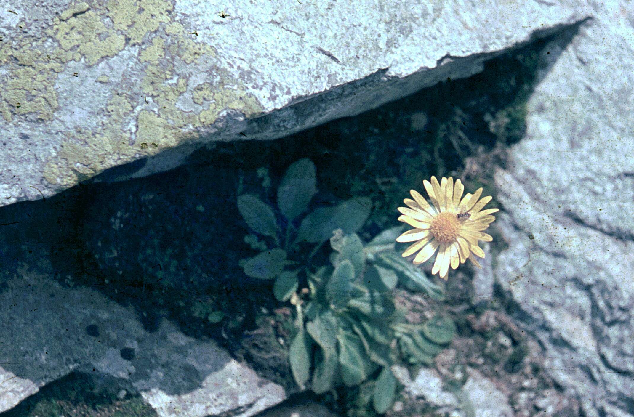 Image of mountain arnica