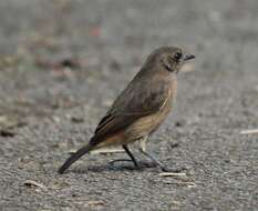 Image of Pied Bush Chat