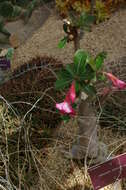 Image of Desert Rose