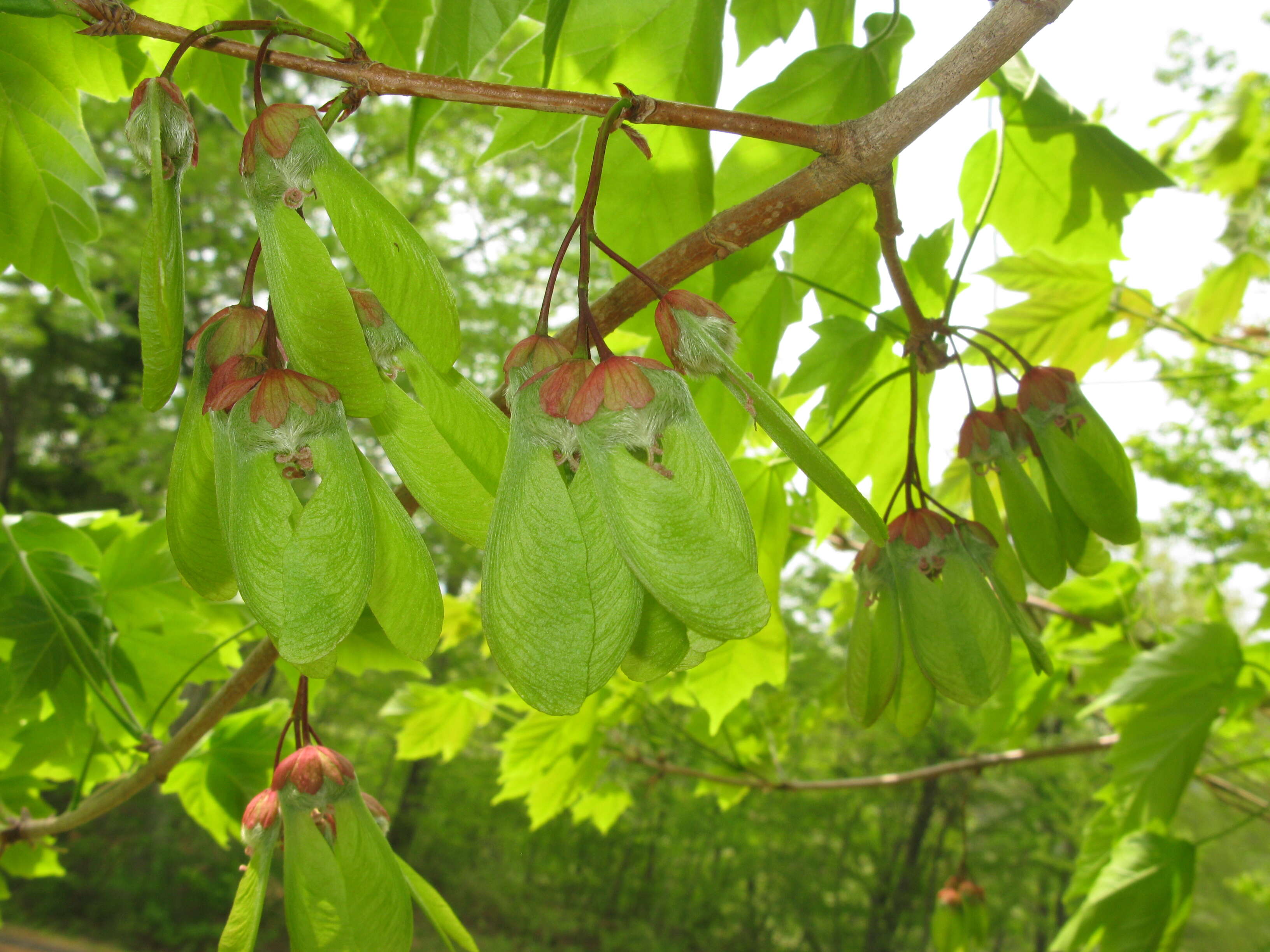 Imagem de Acer diabolicum Bl. ex Koch