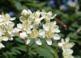 Image of Sorbus koehneana C. K. Schneid.