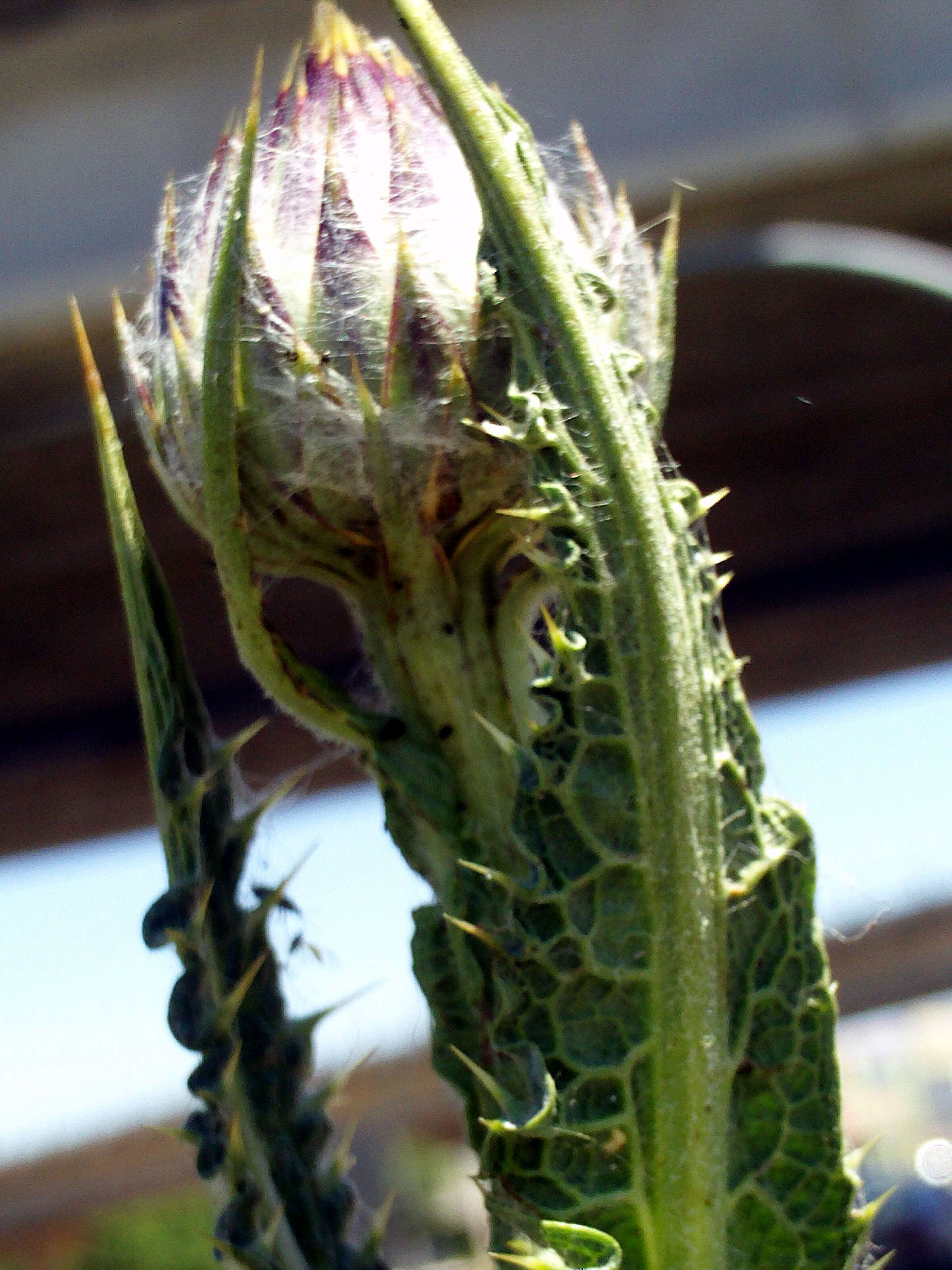 Image of Moor's Cotton Thistle