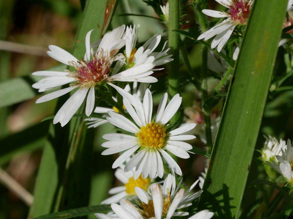 Image of hairy white oldfield aster