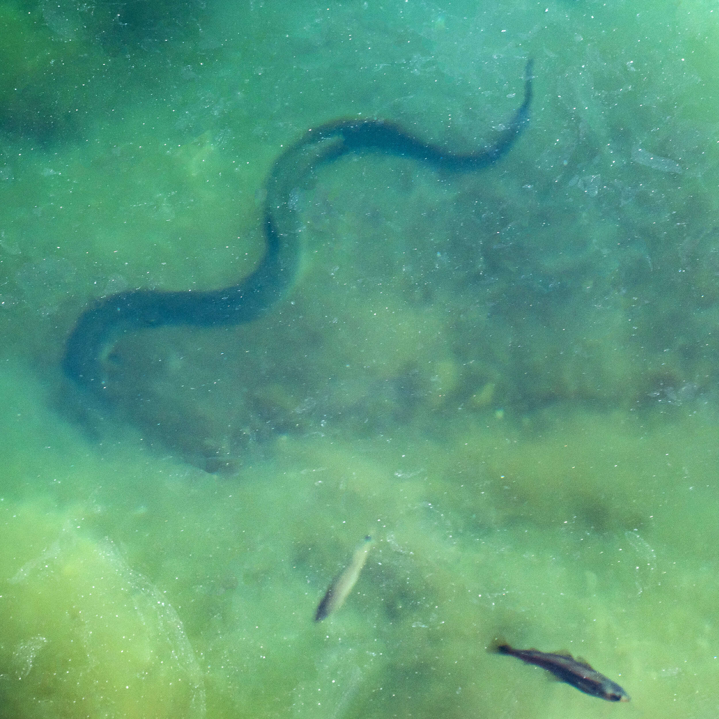 Image of European Eel