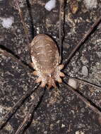 Image of Opilio canestrinii