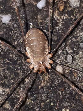 Image of Opilio canestrinii