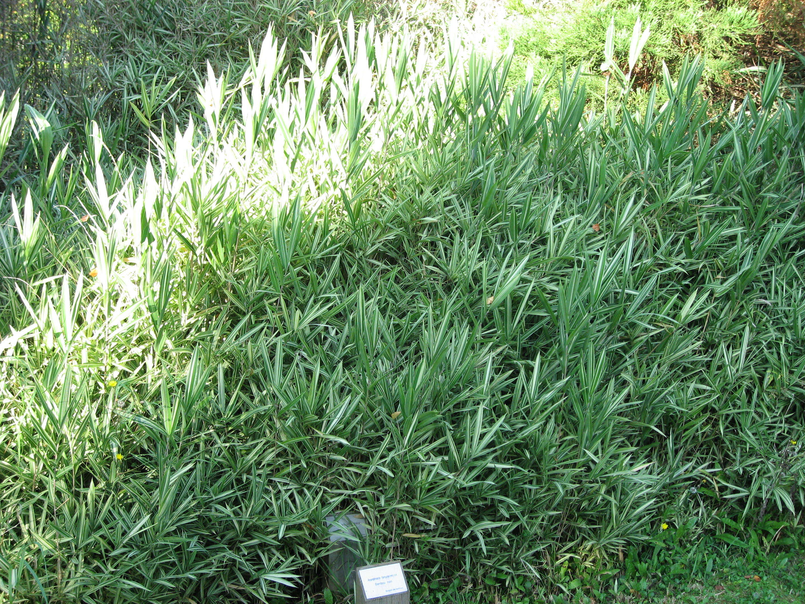 Image of dwarf fern-leaf bamboo