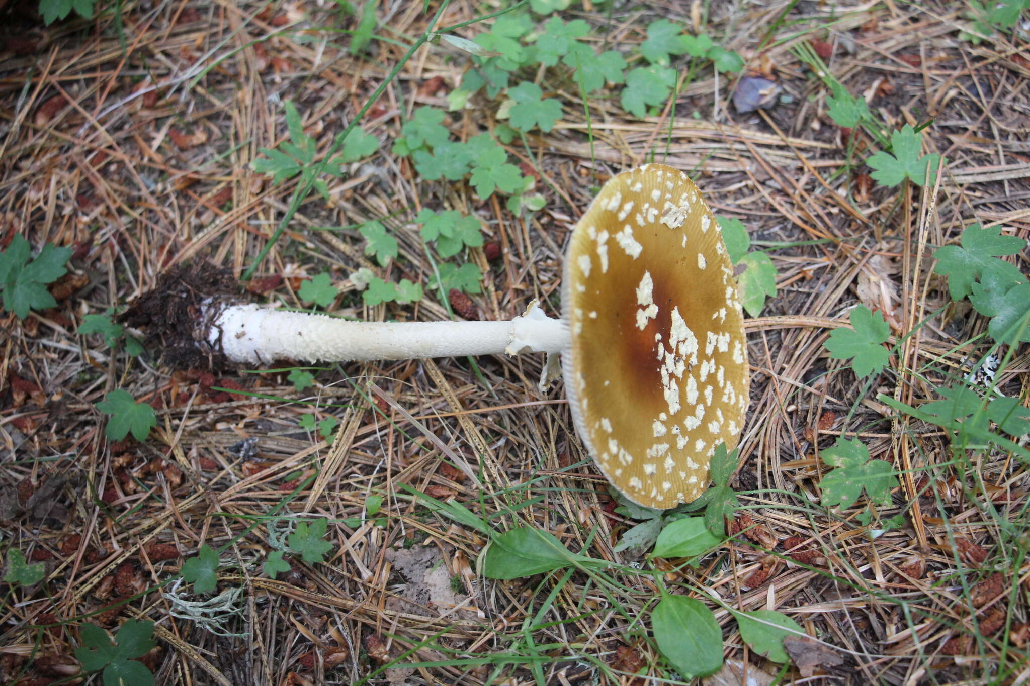 Image of Royal Fly Agaric