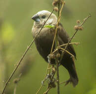 Image of Grey-headed Mannikin