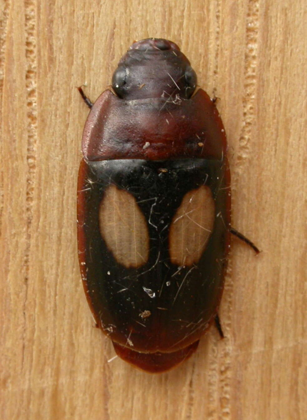 Image of Sphallomorpha