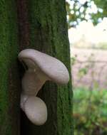 Image of Pleurotus dryinus (Pers.) P. Kumm. 1871