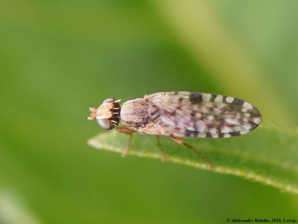 Image of Fruit fly