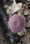 Image of Laccaria amethystina Cooke 1884