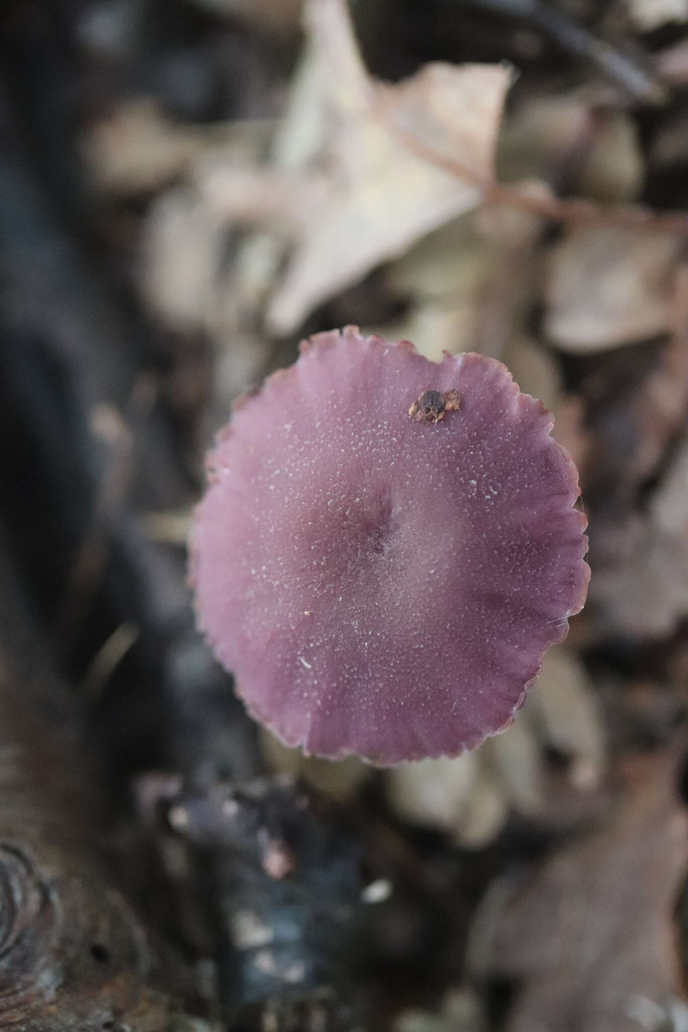 Image of Laccaria amethystina Cooke 1884