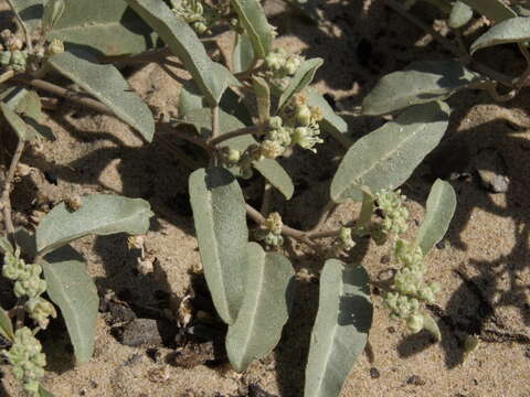 Слика од Croton californicus Müll. Arg.