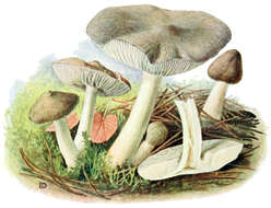 Image of Grey Agaric