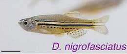 Image of Dwarf Spotted Danio