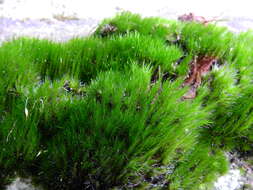 Image of campylopus moss