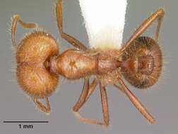 Image of Fire ant